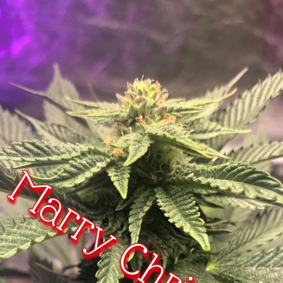 Latrobe Farmer’s Seeds Only Exotics Are Grown here - Picture 6 of 9